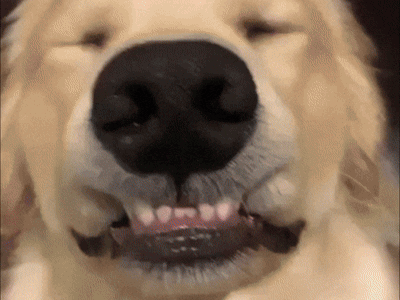 Petcalmer Hero